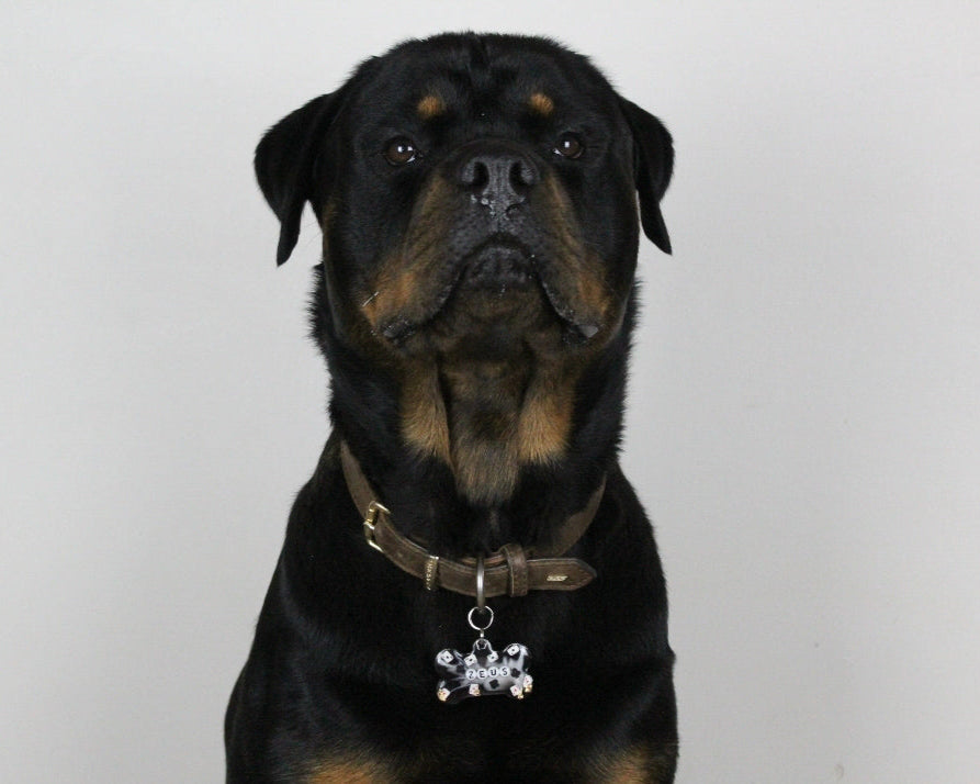 Rottweiler wearing a collar with a tag on a white background